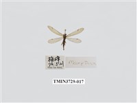 藏品(蠍蛉科)的圖片